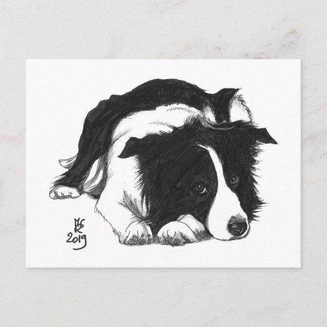 Doggust 2019 Border Collie Postcard (Front)
