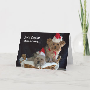 Doggy Christmas Holiday Card