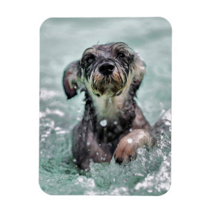 Doggy Paddle Cute Dog Swimming Magnet
