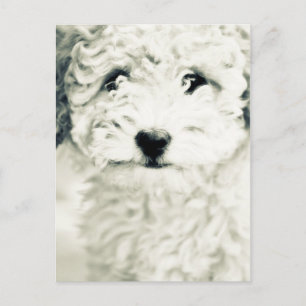 Doggy Postcard