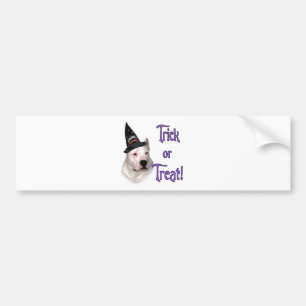 Dogo Argentino Trick Bumper Sticker