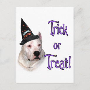 Dogo Argentino Trick Postcard