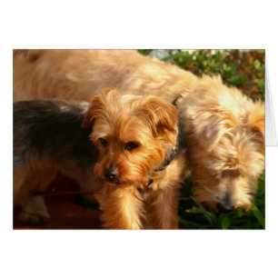 Dogs
