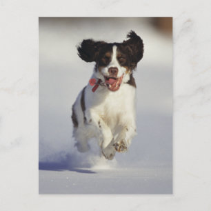 Dogs - 1 postcard