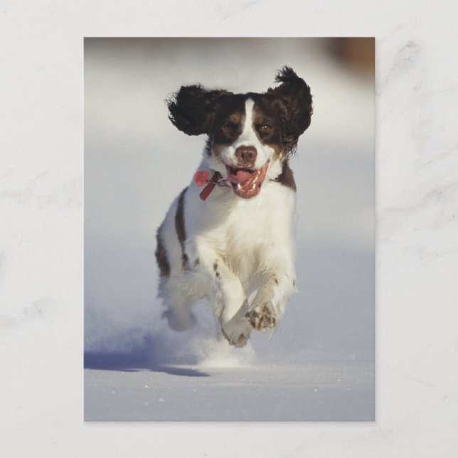 Dogs - 1 postcard (Front)