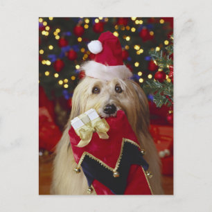 Dogs - 2 Christmas Greetings Holiday Postcard