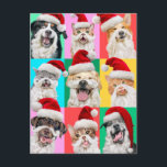 Dogs and Cats with Santa Beard Postcard<br><div class="desc">Merry Cuteness! | Avanti,  the Global Humour Brand™ has been entertaining the world with its Feel Good Funny greeting cards for over 40 years. Our characters live life to the fullest and celebrate the humour in everyday life.</div>