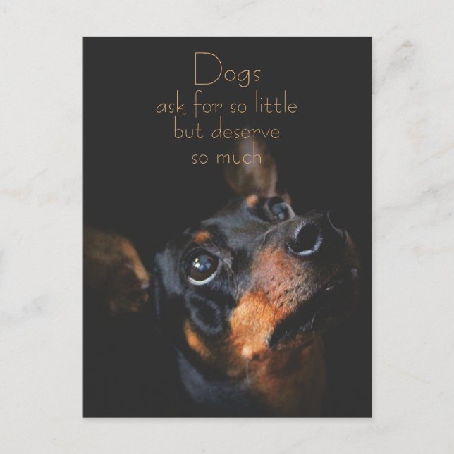 Dogs Ask For So Little / Doberman Pinscher Postcard (Front)