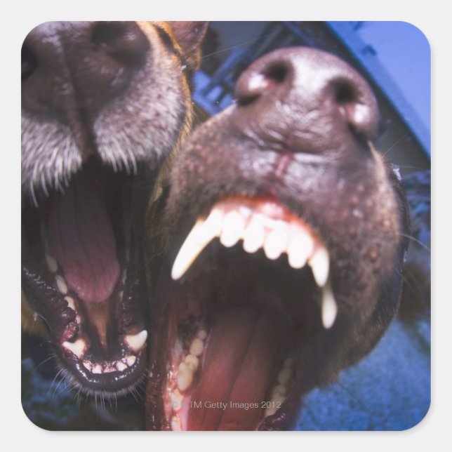 Dogs barking square sticker (Front)