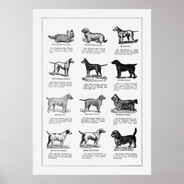 Dogs Breeds 2 Poster (Front)
