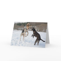 Dogs having fun in the snow Christmas