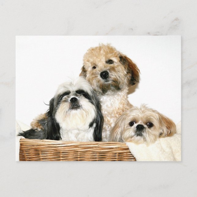 Dogs in laundry basket postcard (Front)