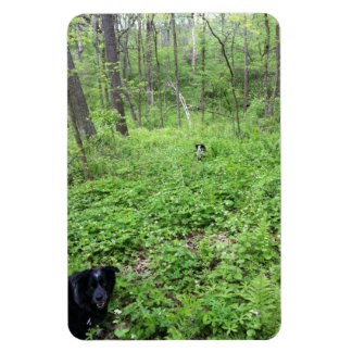 Dogs in the Woods Magnet