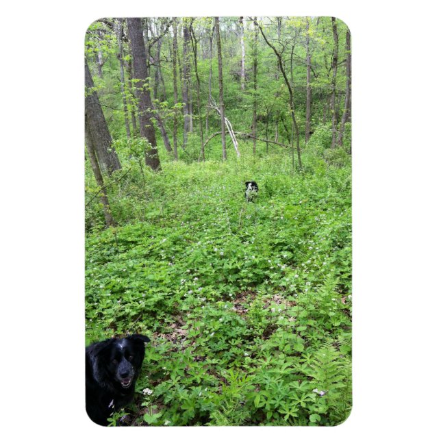 Dogs in the Woods Magnet (Vertical)