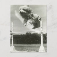 Dogs jumping over miniature high jump bar