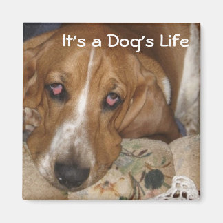 Dog's Life Magnet