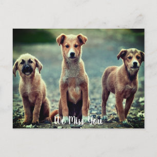 Dogs Missing You Postcard
