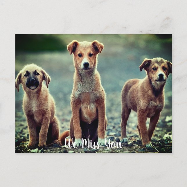 Dogs Missing You Postcard (Front)