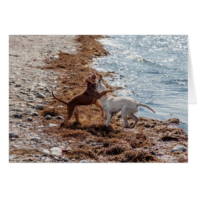 Dogs on beach (Front Horizontal)