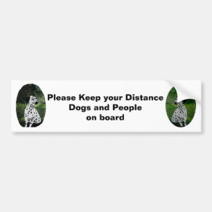 Dogs on Board Dalmatian Bumper Sticker