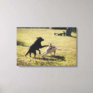 Dogs playing canvas print