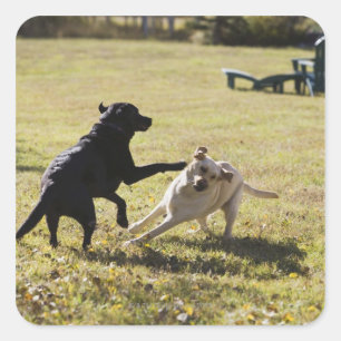 Dogs playing square sticker