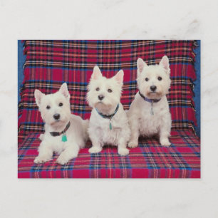 Dogs Posing Postcard