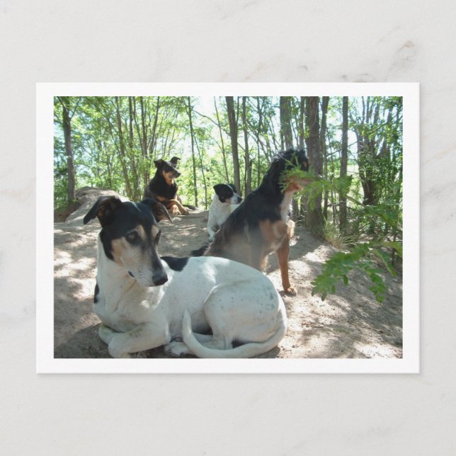 dogs postcard (Front)