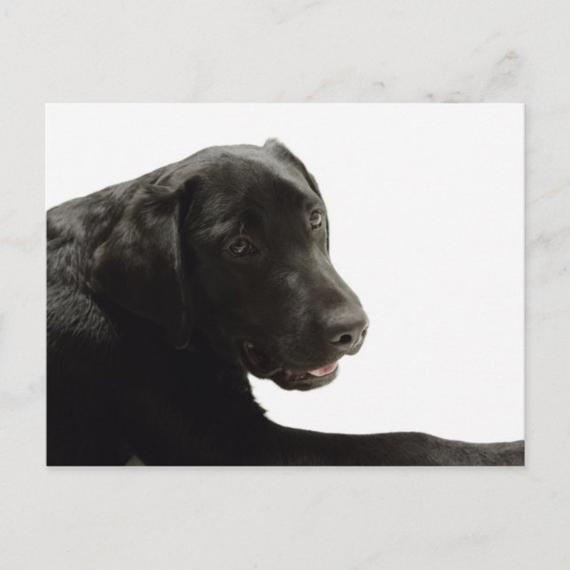 Dogs Postcard (Front)