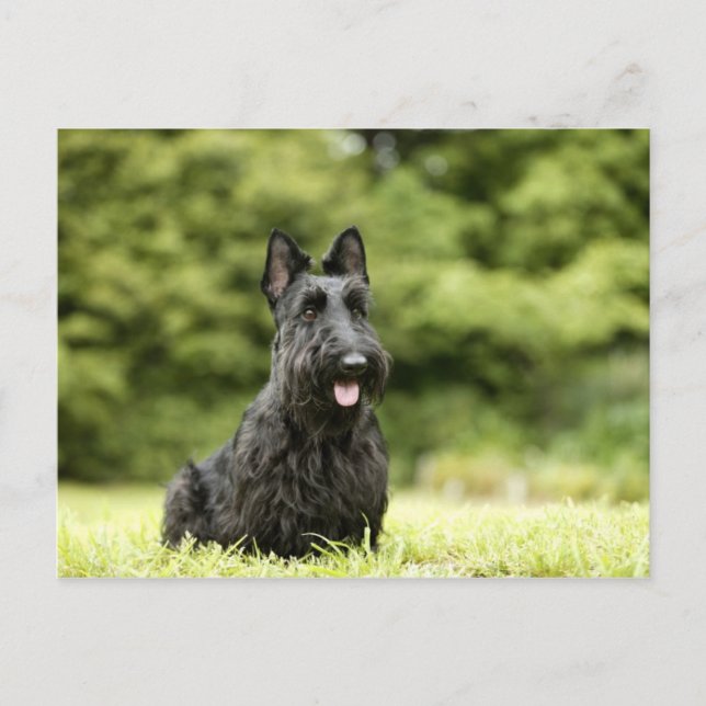 Dogs Postcard (Front)