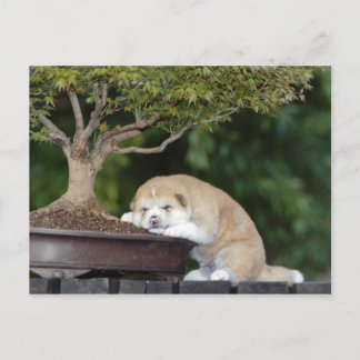 Dogs Postcard