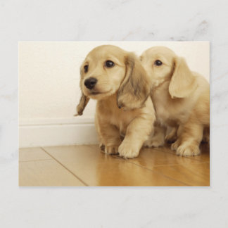Dogs Postcard