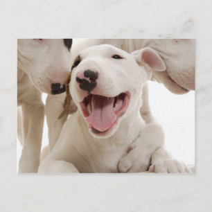 Dogs Postcard