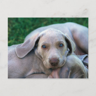 Dogs Postcard