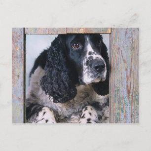 Dogs Postcard