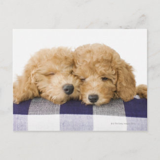 Dogs Postcard