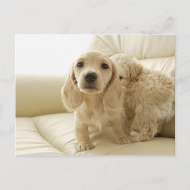 Dogs Postcard (Front)