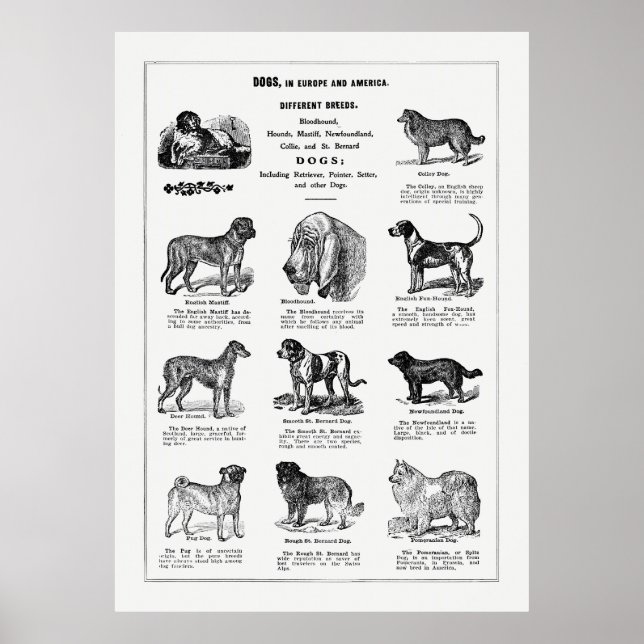 Dogs Poster (Front)