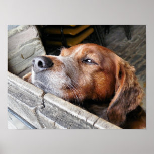 DOGS POSTER