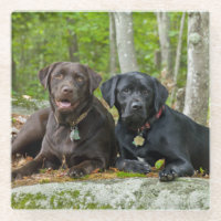 Dogs Puppies Black Lab Chocolate Labrador Retrieve