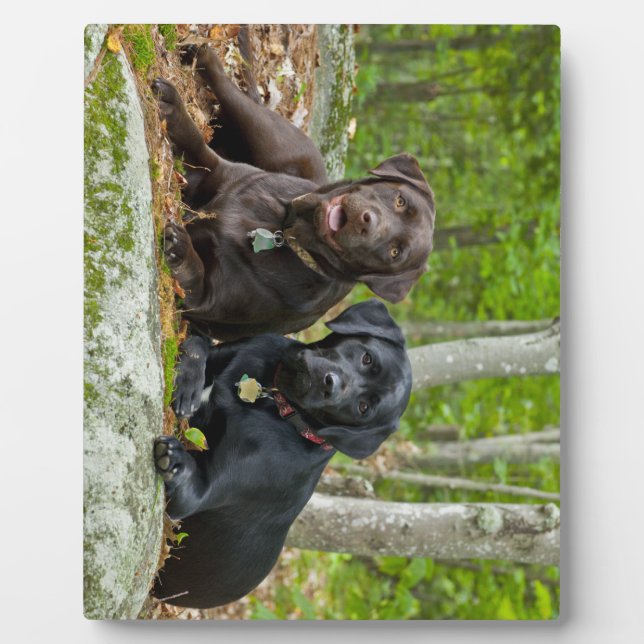 Dogs Puppies Black Lab Chocolate Labrador Retrieve Plaque (Front)