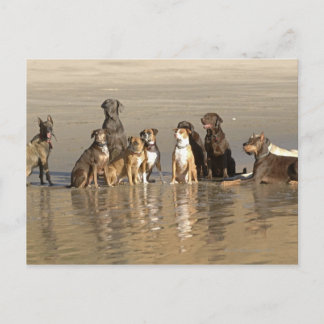 Dogs sitting on beach postcard