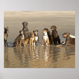 Dogs sitting on beach poster