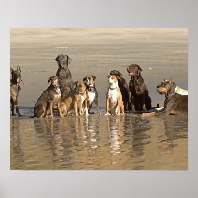 Dogs sitting on beach poster (Front)