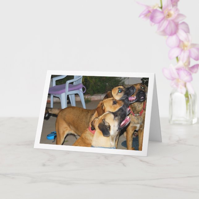 Dogs Sitting Portrait Card (Orchid)