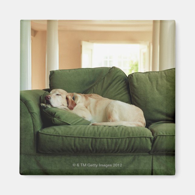 Dogs sleeping on sofa magnet (Front)