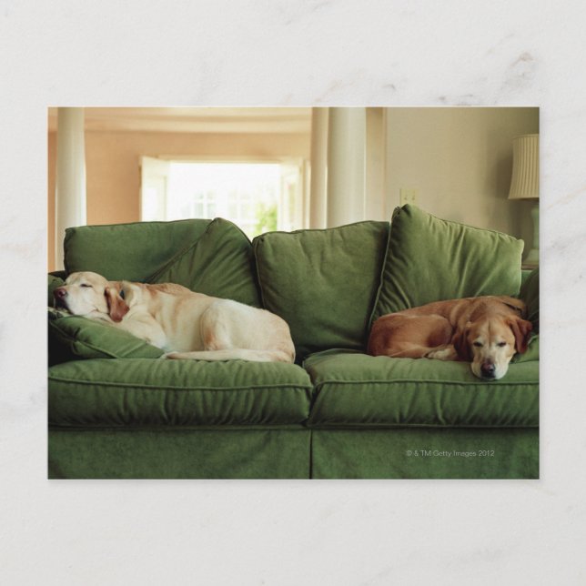 Dogs sleeping on sofa postcard (Front)