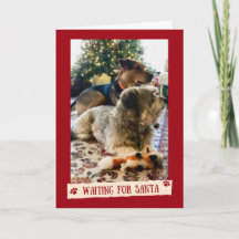 Dogs Waiting for Santa Cute Christmas Card