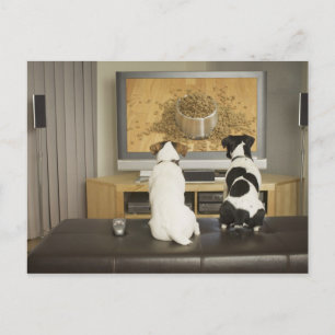 Dogs watching dog dish with food on TV Postcard