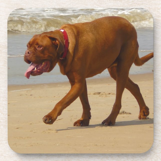 dogue de bordeaux coaster (Front)